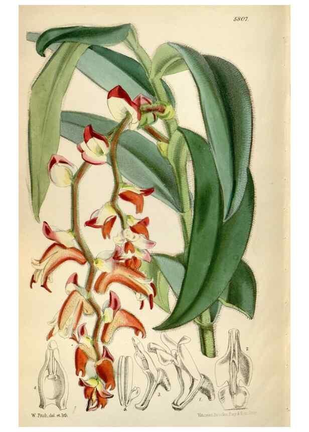 Reproducción/Reproduction 35108567892: Curtis's botanical magazine.. London ; New York [etc.] :Academic Press [etc.]