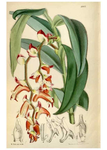 Reproducción/Reproduction 35108567892: Curtis's botanical magazine.. London ; New York [etc.] :Academic Press [etc.]