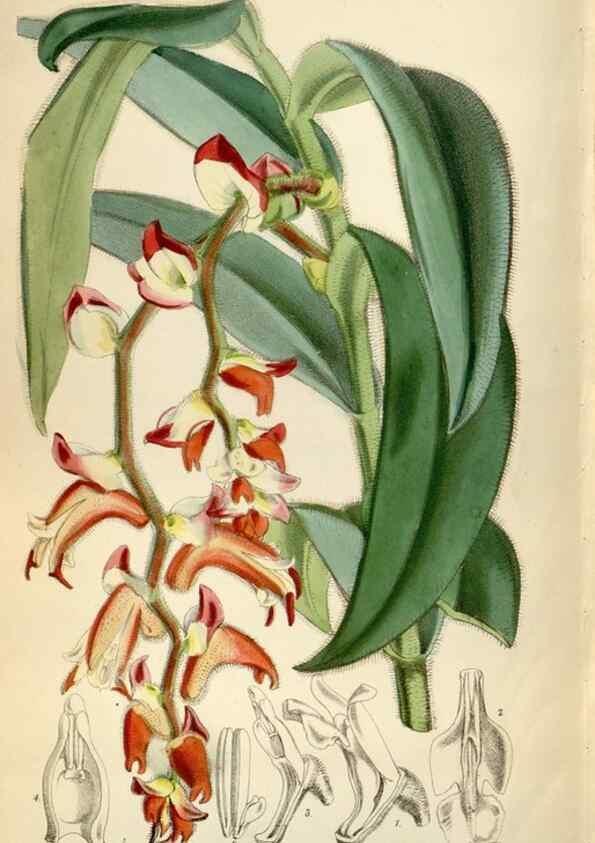 Reproducción/Reproduction 35108567892: Curtis's botanical magazine.. London ; New York [etc.] :Academic Press [etc.]