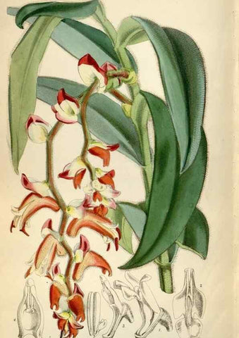 Reproducción/Reproduction 35108567892: Curtis's botanical magazine.. London ; New York [etc.] :Academic Press [etc.]