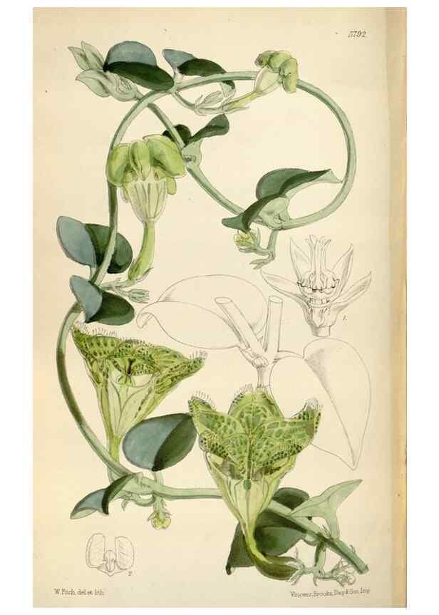 Reproducción/Reproduction 34465391753: Curtis's botanical magazine.. London ; New York [etc.] :Academic Press [etc.]