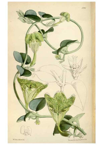 Reproducción/Reproduction 34465391753: Curtis's botanical magazine.. London ; New York [etc.] :Academic Press [etc.]