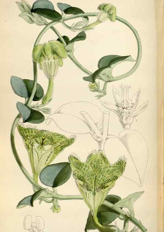 Reproducción/Reproduction 34465391753: Curtis's botanical magazine.. London ; New York [etc.] :Academic Press [etc.]