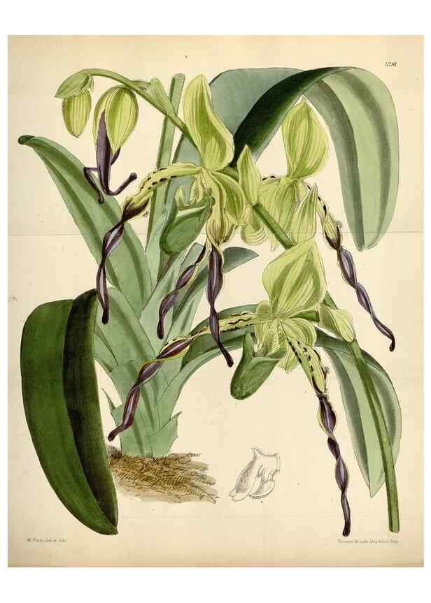 Reproducción/Reproduction 34465389573: Curtis's botanical magazine.. London ; New York [etc.] :Academic Press [etc.]