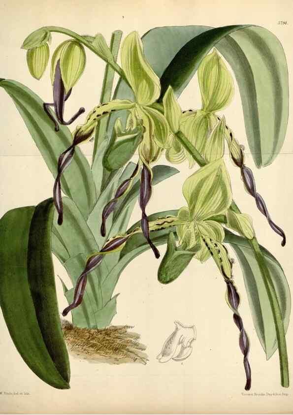 Reproducción/Reproduction 34465389573: Curtis's botanical magazine.. London ; New York [etc.] :Academic Press [etc.]
