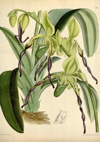 Reproducción/Reproduction 34465389573: Curtis's botanical magazine.. London ; New York [etc.] :Academic Press [etc.]