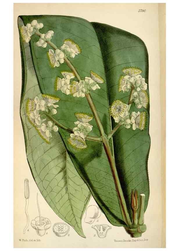 Reproducción/Reproduction 34465386913: Curtis's botanical magazine.. London ; New York [etc.] :Academic Press [etc.]