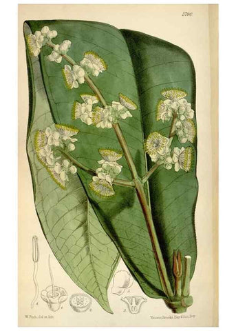 Reproducción/Reproduction 34465386913: Curtis's botanical magazine.. London ; New York [etc.] :Academic Press [etc.]