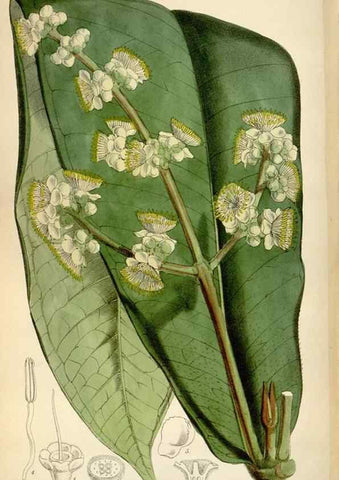 Reproducción/Reproduction 34465386913: Curtis's botanical magazine.. London ; New York [etc.] :Academic Press [etc.]
