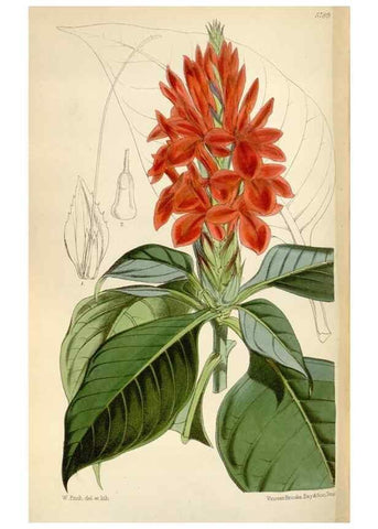 Reproducción/Reproduction 34887758020: Curtis's botanical magazine.. London ; New York [etc.] :Academic Press [etc.]