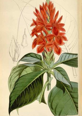 Reproducción/Reproduction 34887758020: Curtis's botanical magazine.. London ; New York [etc.] :Academic Press [etc.]