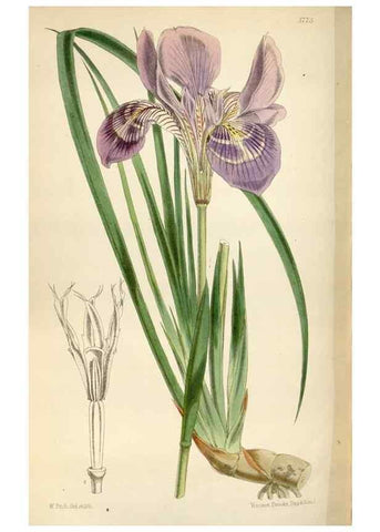 Reproducción/Reproduction 34465353103: Curtis's botanical magazine.. London ; New York [etc.] :Academic Press [etc.]