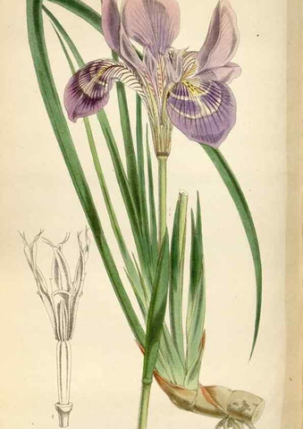 Reproducción/Reproduction 34465353103: Curtis's botanical magazine.. London ; New York [etc.] :Academic Press [etc.]