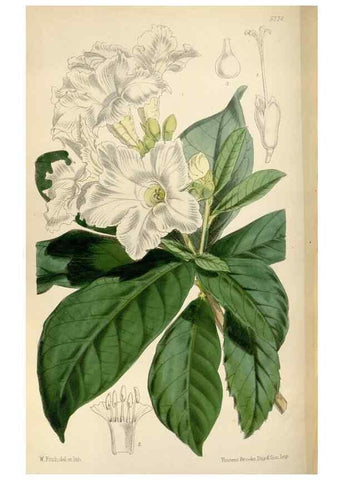 Reproducción/Reproduction 34431135604: Curtis's botanical magazine.. London ; New York [etc.] :Academic Press [etc.]