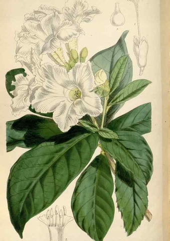 Reproducción/Reproduction 34431135604: Curtis's botanical magazine.. London ; New York [etc.] :Academic Press [etc.]