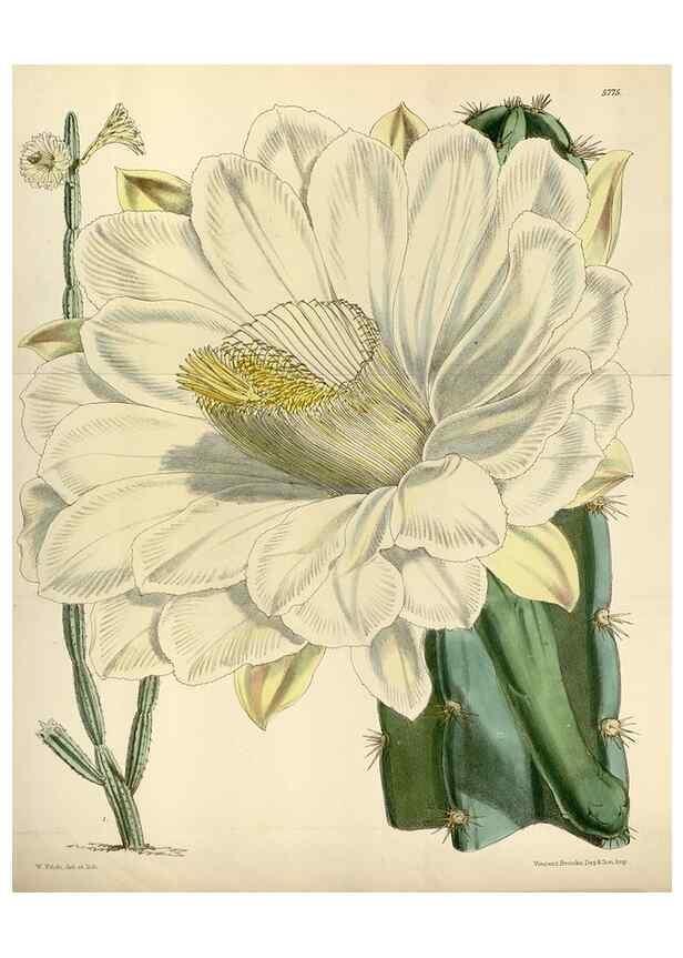 Reproducción/Reproduction 34431138274: Curtis's botanical magazine.. London ; New York [etc.] :Academic Press [etc.]