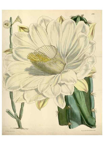 Reproducción/Reproduction 34431138274: Curtis's botanical magazine.. London ; New York [etc.] :Academic Press [etc.]