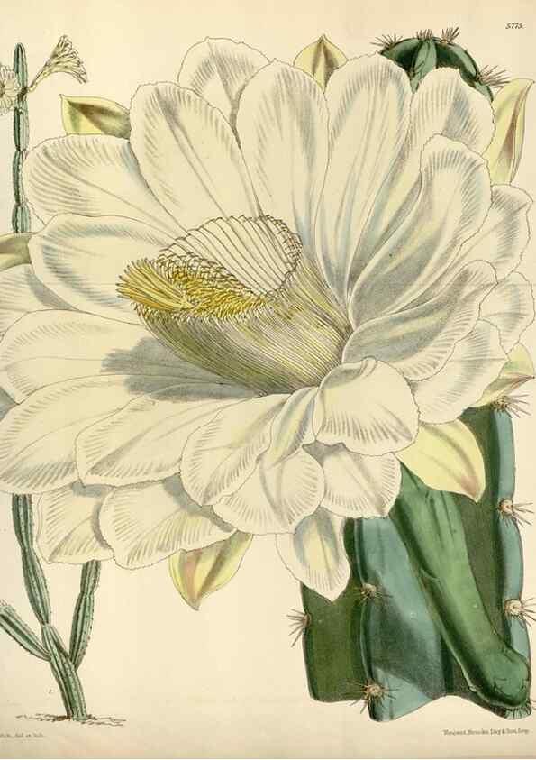 Reproducción/Reproduction 34431138274: Curtis's botanical magazine.. London ; New York [etc.] :Academic Press [etc.]