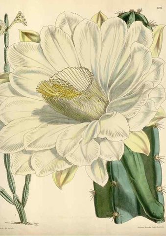 Reproducción/Reproduction 34431138274: Curtis's botanical magazine.. London ; New York [etc.] :Academic Press [etc.]