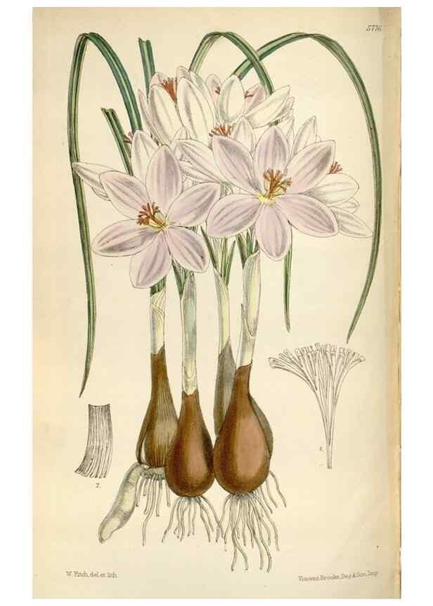 Reproducción/Reproduction 34431141144: Curtis's botanical magazine.. London ; New York [etc.] :Academic Press [etc.]