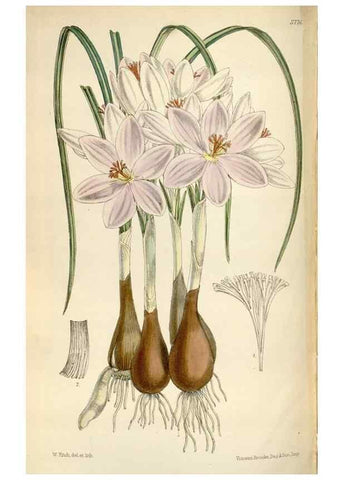 Reproducción/Reproduction 34431141144: Curtis's botanical magazine.. London ; New York [etc.] :Academic Press [etc.]