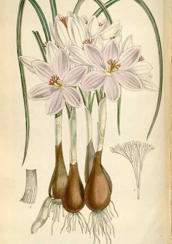 Reproducción/Reproduction 34431141144: Curtis's botanical magazine.. London ; New York [etc.] :Academic Press [etc.]