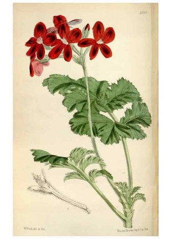 Reproducción/Reproduction 34431144274: Curtis's botanical magazine.. London ; New York [etc.] :Academic Press [etc.]