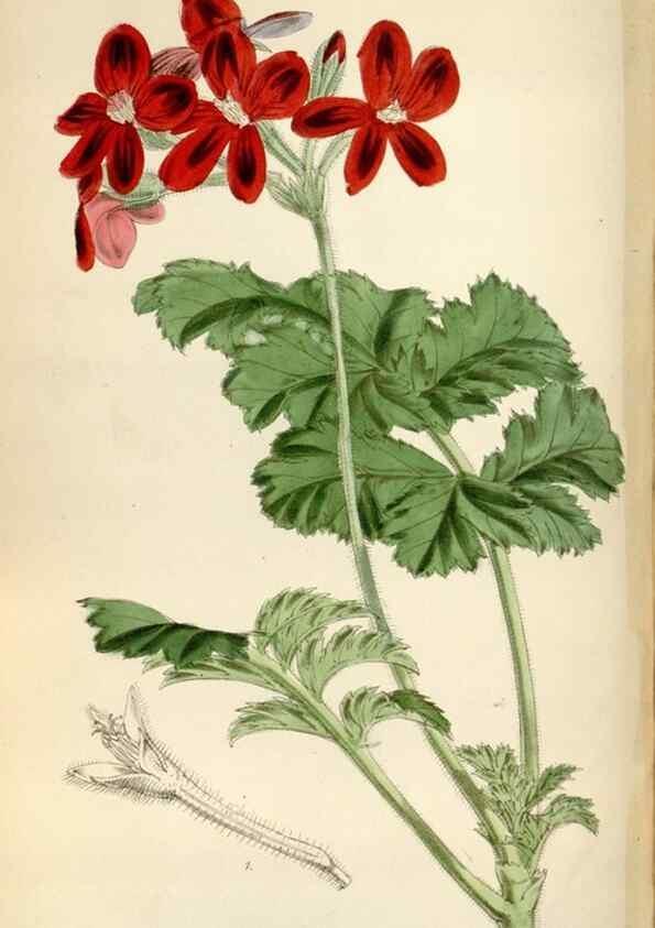 Reproducción/Reproduction 34431144274: Curtis's botanical magazine.. London ; New York [etc.] :Academic Press [etc.]