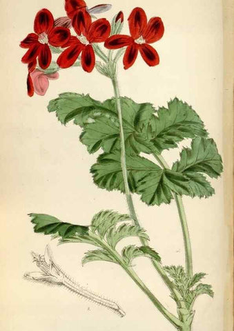 Reproducción/Reproduction 34431144274: Curtis's botanical magazine.. London ; New York [etc.] :Academic Press [etc.]