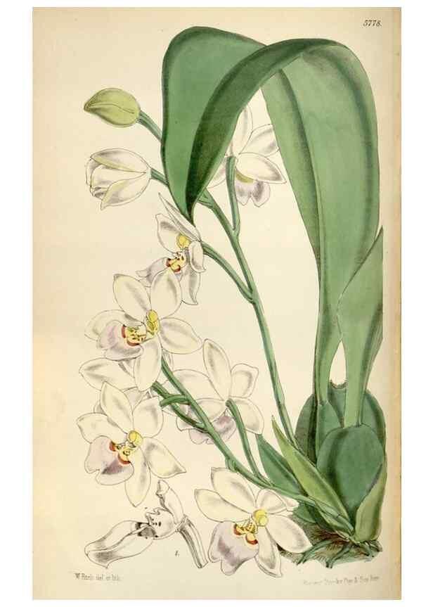 Reproducción/Reproduction 35275048885: Curtis's botanical magazine.. London ; New York [etc.] :Academic Press [etc.]