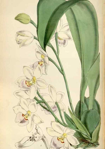 Reproducción/Reproduction 35275048885: Curtis's botanical magazine.. London ; New York [etc.] :Academic Press [etc.]