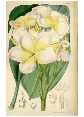 Reproducción/Reproduction 35275051315: Curtis's botanical magazine.. London ; New York [etc.] :Academic Press [etc.]
