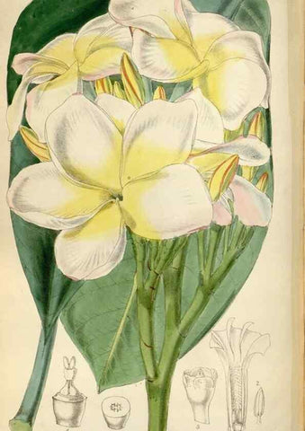 Reproducción/Reproduction 35275051315: Curtis's botanical magazine.. London ; New York [etc.] :Academic Press [etc.]