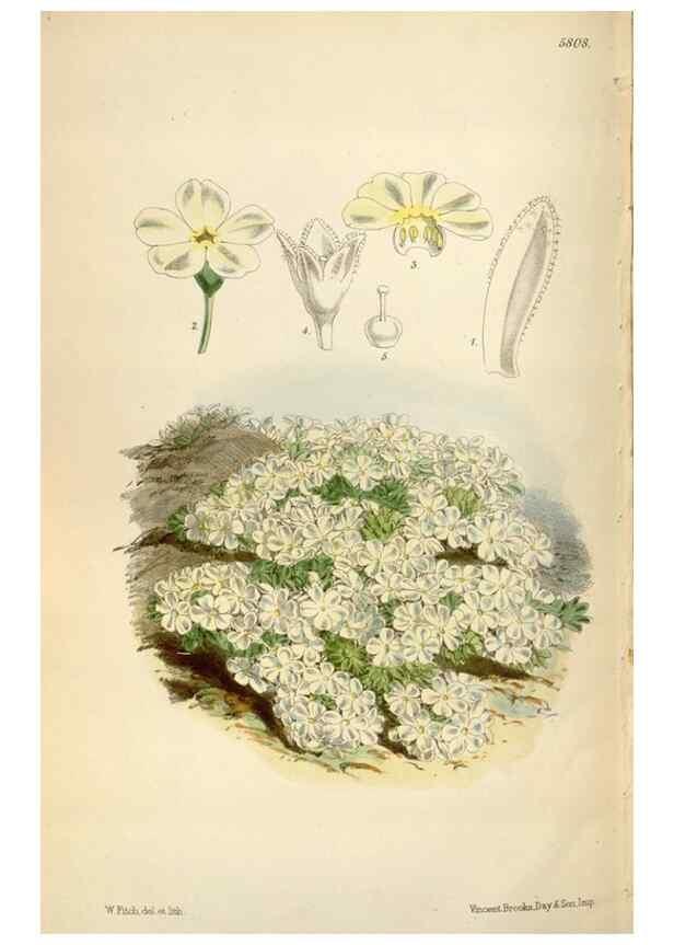 Reproducción/Reproduction 34887809700: Curtis's botanical magazine.. London ; New York [etc.] :Academic Press [etc.]