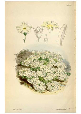 Reproducción/Reproduction 34887809700: Curtis's botanical magazine.. London ; New York [etc.] :Academic Press [etc.]