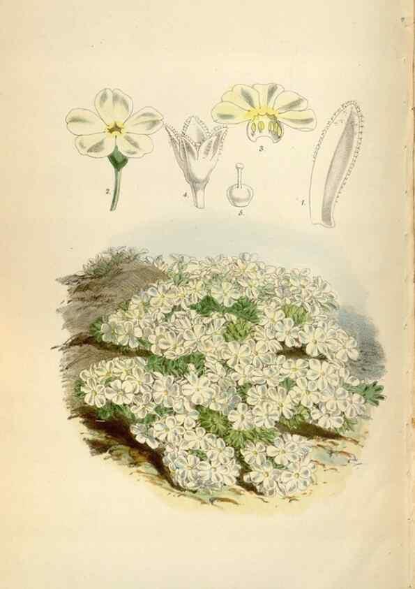Reproducción/Reproduction 34887809700: Curtis's botanical magazine.. London ; New York [etc.] :Academic Press [etc.]