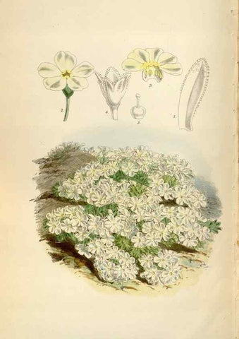 Reproducción/Reproduction 34887809700: Curtis's botanical magazine.. London ; New York [etc.] :Academic Press [etc.]