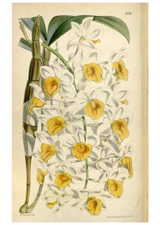 Reproducción/Reproduction 35275053795: Curtis's botanical magazine.. London ; New York [etc.] :Academic Press [etc.]