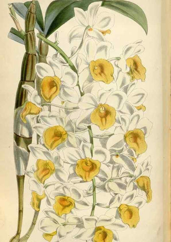 Reproducción/Reproduction 35275053795: Curtis's botanical magazine.. London ; New York [etc.] :Academic Press [etc.]