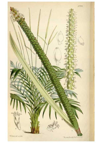 Reproducción/Reproduction 35144794051: Curtis's botanical magazine.. London ; New York [etc.] :Academic Press [etc.]