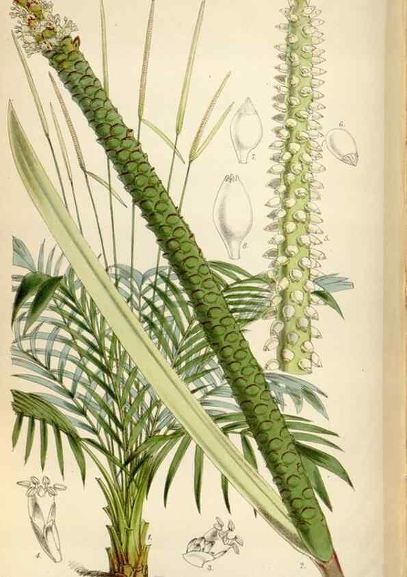 Reproducción/Reproduction 35144794051: Curtis's botanical magazine.. London ; New York [etc.] :Academic Press [etc.]