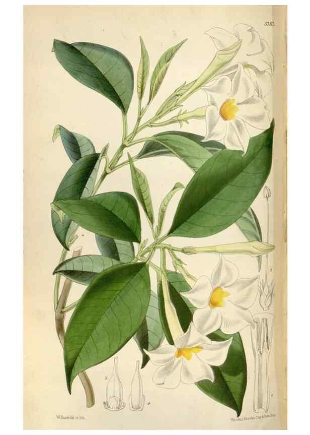 Reproducción/Reproduction 35275061055: Curtis's botanical magazine.. London ; New York [etc.] :Academic Press [etc.]