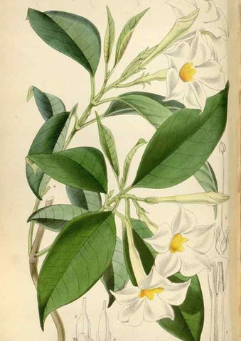Reproducción/Reproduction 35275061055: Curtis's botanical magazine.. London ; New York [etc.] :Academic Press [etc.]
