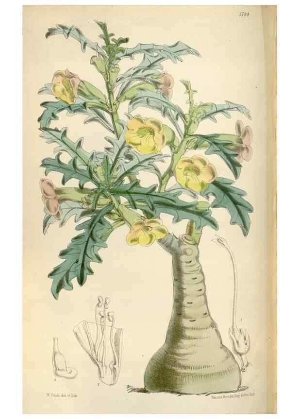 Reproducción/Reproduction 34887744320: Curtis's botanical magazine.. London ; New York [etc.] :Academic Press [etc.]