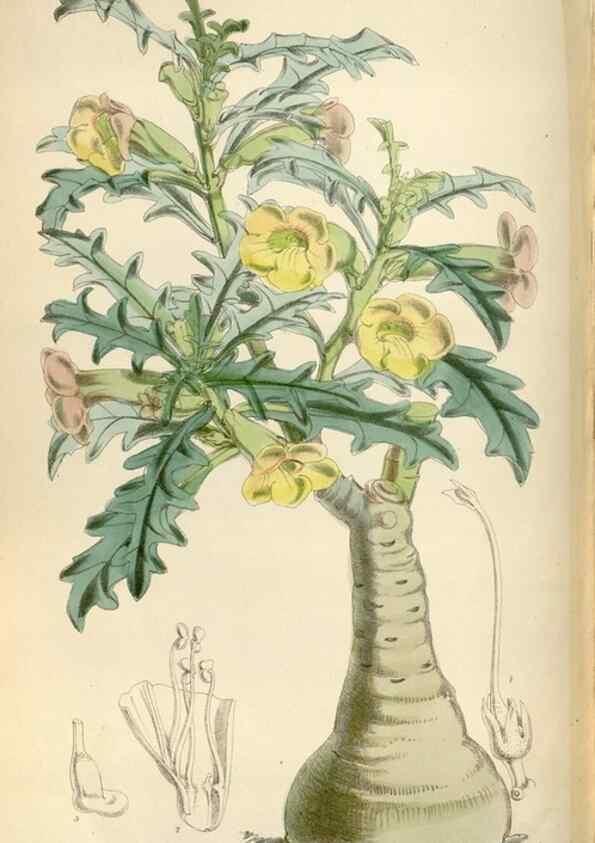 Reproducción/Reproduction 34887744320: Curtis's botanical magazine.. London ; New York [etc.] :Academic Press [etc.]