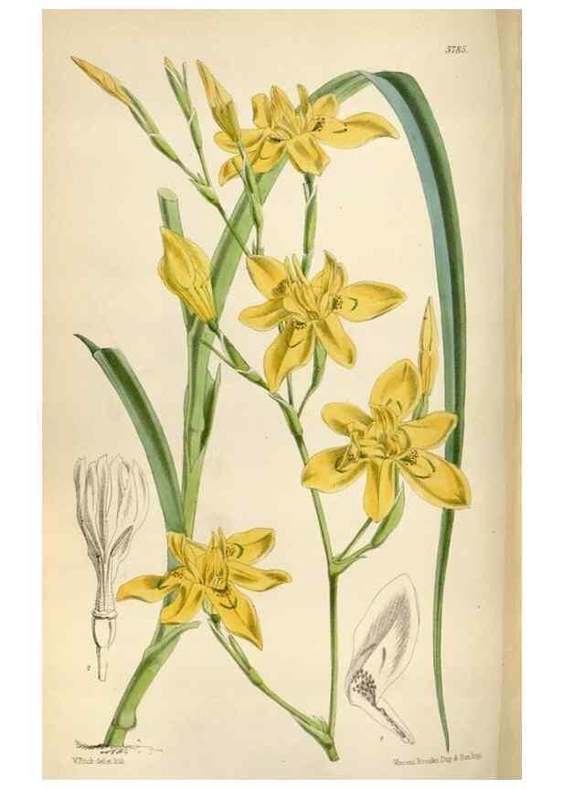 Reproducción/Reproduction 34887747180: Curtis's botanical magazine.. London ; New York [etc.] :Academic Press [etc.]