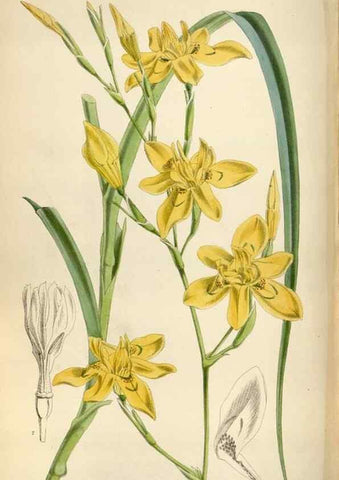Reproducción/Reproduction 34887747180: Curtis's botanical magazine.. London ; New York [etc.] :Academic Press [etc.]