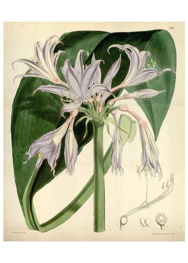 Reproducción/Reproduction 34887749250: Curtis's botanical magazine.. London ; New York [etc.] :Academic Press [etc.]