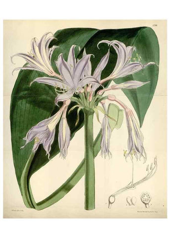 Reproducción/Reproduction 34887749250: Curtis's botanical magazine.. London ; New York [etc.] :Academic Press [etc.]