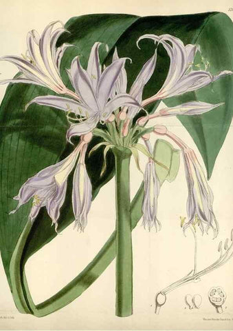 Reproducción/Reproduction 34887749250: Curtis's botanical magazine.. London ; New York [etc.] :Academic Press [etc.]